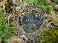 Four hermit thrush babies await food in their nest. Photo by: Don Cameron