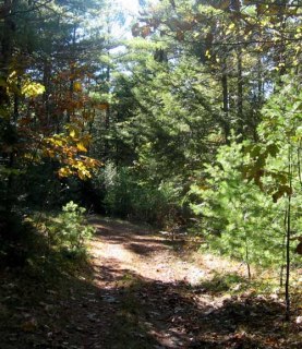 A woods road on the Poulin Preserve